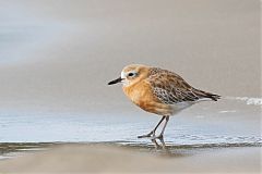 Red-breasted Dotterel